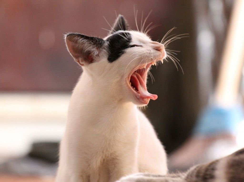 tipos de comida para gatos