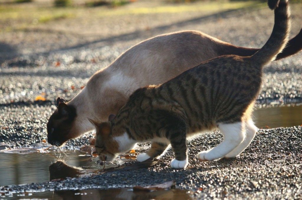 los gatos son expertos en caza